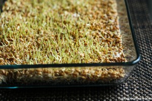 Ready-to-use sprouted wheat